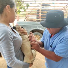 LLEVAN A CABO JORNADA DE VACUNACION ANTIRRABICA EN LA ZONA RURAL DEL MUNICIPIO DE LOS CABOS