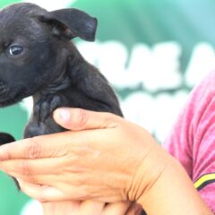 CEMAC promoverá adopción de mascotas en la explanada del Ayuntamiento de La Paz