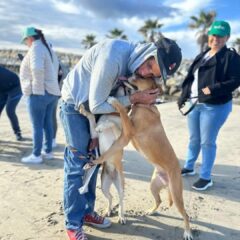 FOMENTA EL AYUNTAMIENTO DE LOS CABOS LA ADOPCIÓN RESPONSABLE DE CANINOS