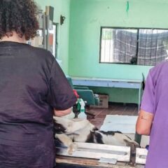 Realiza CEMAC 31 esterilizaciones en jornada en comunidad de Los Planes