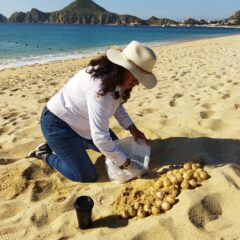 Gobierno de Los Cabos y hoteleros de la zona turística de El Médano en CSL se sumaron en la recuperación de 200 nidos de tortugas marinas