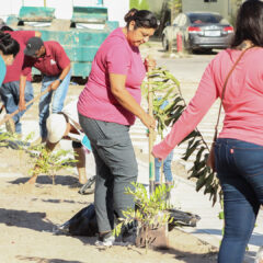 Se reforestaron más de 90 árboles durante el mes de octubre