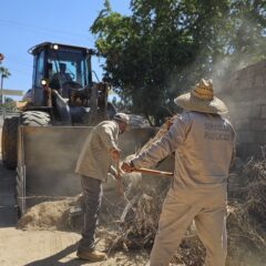 Continúa recolección de ramas y cacharros en San José del Cabo para evitar dengue