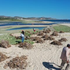 Implementa Ayuntamiento de Los cabos Plan de Contingencia para limpieza Estero San José del Cabo